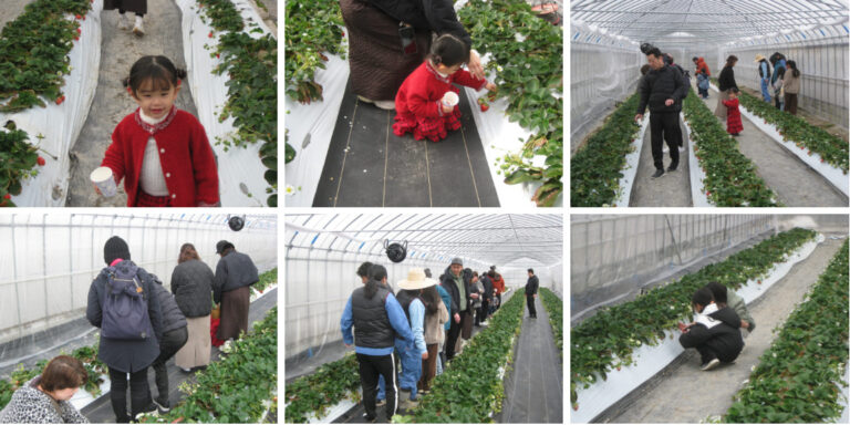 舞子農場で社員やお客様を招待して「いちご狩り」を開催